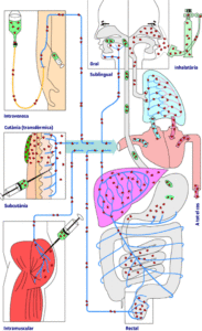 El diagrama ilustra las diferentes vías de administración de medicamentos en el cuerpo humano y su distribución sistémica. Las rutas destacadas incluyen: oral, sublingual, inhalatoria, intravenosa, cutánea (transdérmica), subcutánea, intramuscular y rectal. La vía oral muestra el paso del medicamento desde la boca hasta el sistema digestivo. La vía sublingual permite la absorción directa bajo la lengua. La inhalatoria entrega el medicamento a través del sistema respiratorio. La vía intravenosa administra el medicamento directamente al torrente sanguíneo. La aplicación cutánea (transdérmica) se realiza a través de la piel. La subcutánea involucra la inyección en el tejido subcutáneo, mientras que la intramuscular lo hace en el músculo. La vía rectal permite la absorción a través del recto. Cada ruta de administración se ilustra con flechas que representan el transporte del medicamento a través del cuerpo, destacando la distribución hacia los diferentes sistemas y órganos, asegurando una comprensión clara de cómo se distribuyen los medicamentos administrados por diversas vías en el organismo.